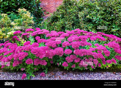 Purple Sedum Flowering Perennial Plants In A Herbaceous Border Stock