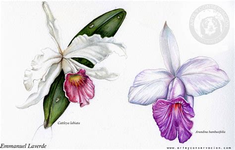 Sketching in Nature: Orchid watercolor