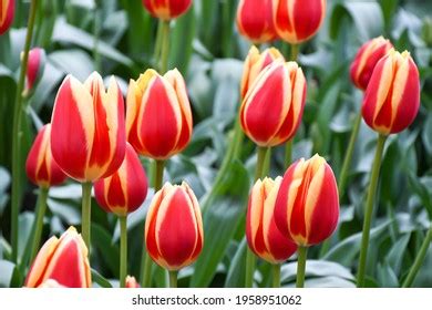 Hot Honey Rag Images Stock Photos Vectors Shutterstock