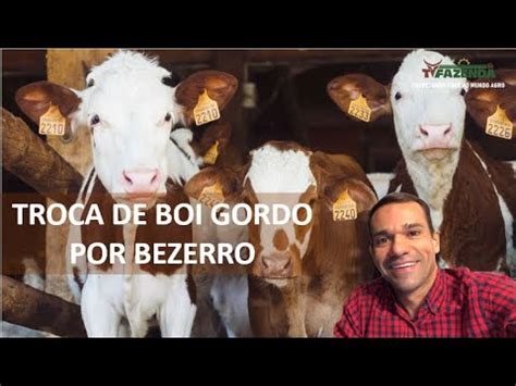 Troca De Boi Gordo Por Bezerro De A Tvfazenda Youtube