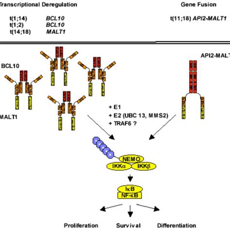 Deregulation Of BCL10 MALT1 Signal Transduction By Chromosomal