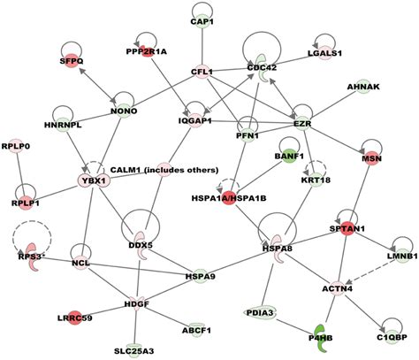 Top Network Identified By Ingenuity Pathways Analysis From Beas 2b