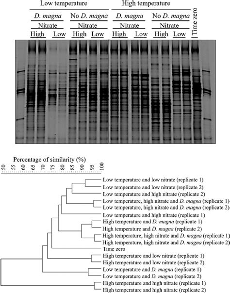 Pcr Dgge Analysis Of Bacterial 16s Rrna Gene Diversity In Microcosms Download Scientific