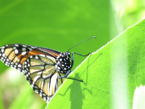 Make Your Neighbors Jealous | Center for Humans & Nature