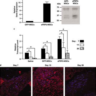 Proteomic Analysis Reveals Connective Tissue Growth Factor Ctgf