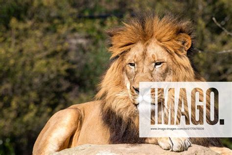 African Lion Panthera Leo A Male African Lion Panthera Leo Resting