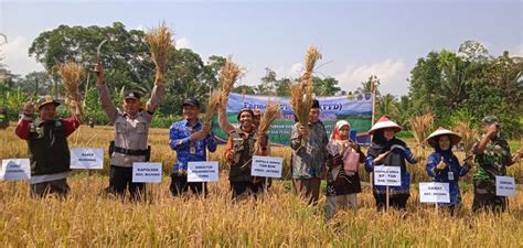 Aplikasikan Genta Organik Petani Tegal Sukses Tingkatkan Produksi Padi