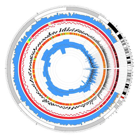 Circular Genome Map Photograph By Martin Krzywinskiscience Photo Library