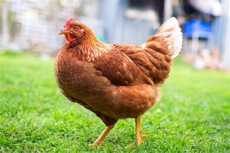 What Are Red Sex Link Chickens A Comprehensive Guide