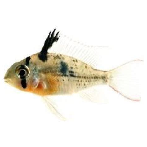 Tropical Fish Shop Online Shop Instore The Online Aquarium Shop