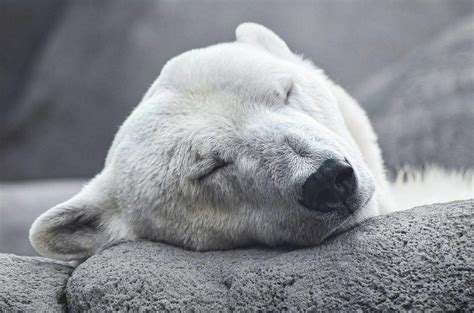 50 Zaskakujących Ciekawostek o Niedźwiedziach Fajne Podróże