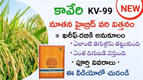 Kaveri KV 99 Hybrid paddy seed కవర KV 99 హబరడ వర వతతన