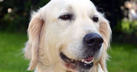 Golden Retriever Signs How To Read And Understand Petsmartgo