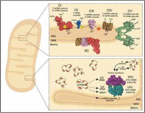 The Oxidative Phosphorylation Oxphos System And The Mitoribosome