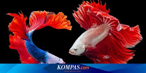 Kenali Perilaku Ikan Cupang Sebelum Mati Halaman All Kompas