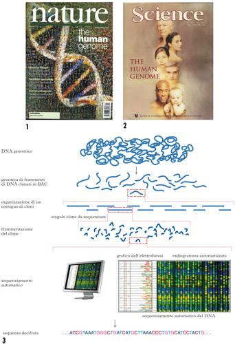 Progetto Genoma Umano Enciclopedia Treccani