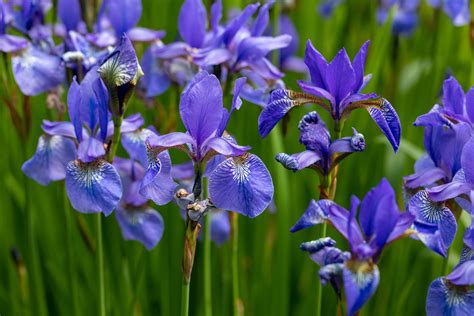 Iris Versicolor Blue Iris Swamp Rose Coop