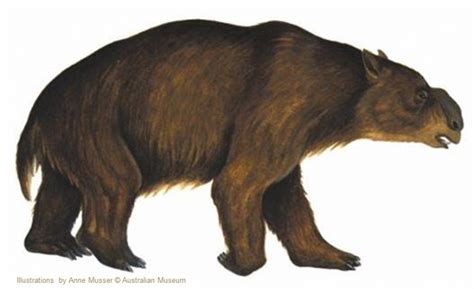 Ancient Australian Animals: 3 billion years of fossil history