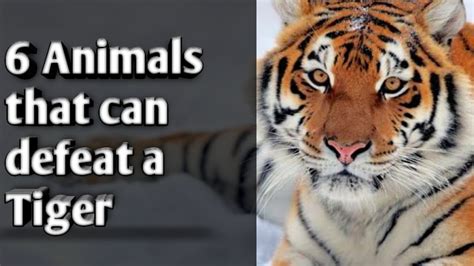 6 Animals That Can Defeat A Tiger 6 Animals That Can Kill A Tiger