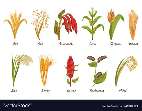 Cereal grain plants are cultivated Royalty Free Vector Image