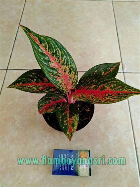 Jenis Aglaonema Beserta Gambar Tukang Taman Surabaya