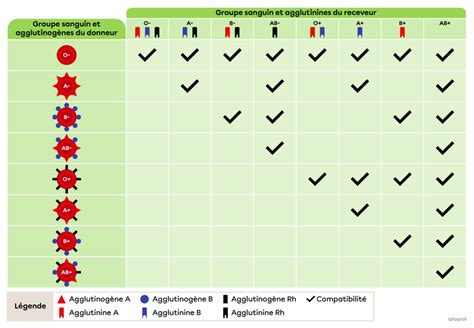 Les Groupes Sanguins Et La Compatibilité Sanguine Secondaire Alloprof