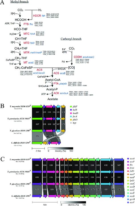 Reconstruction Of The Wood Ljungdahl Pathway In Terrisporobacter A