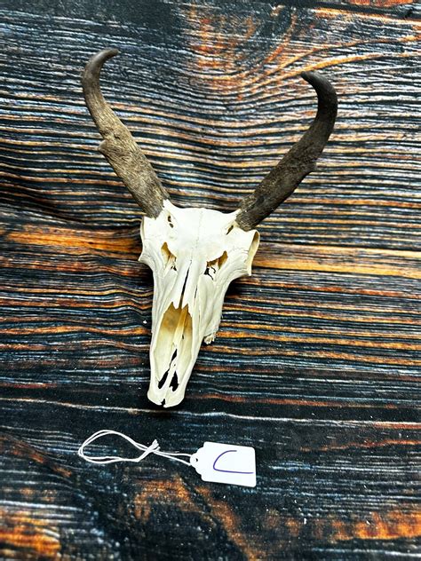 Trophy Pronghorn Antelope Skull Antler Mount Horn Head Unique Christmas