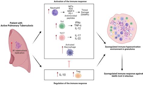 Frontiers Immune Responses In Covid And Tuberculosis Coinfection