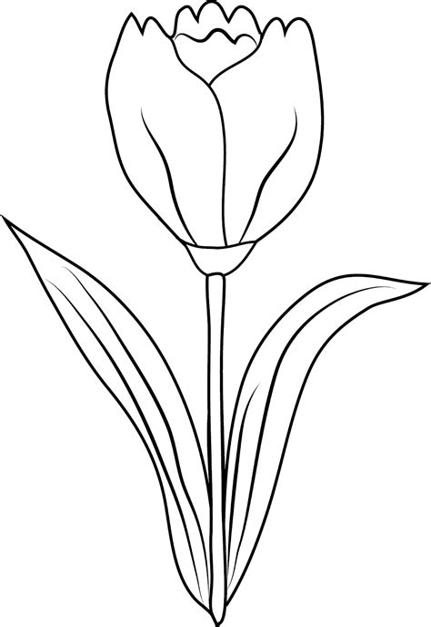 Ausmalbilder Einsame Tulpe Ausdrucken Kostenlos