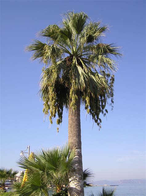 Washingtonia Filifera Rafarin H Wendl Ex De Bary Plants Of The