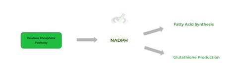 Pentose Phosphate Pathway on the MCAT – MCAT Mastery