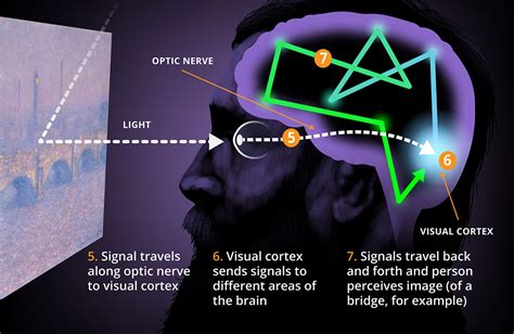 How Do We See Color Illustration Part 2 Newscenter Newscenter