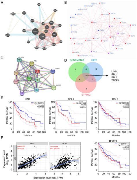 Transcription Factor E2f4 Facilitates Sumoylation To Promote Hcc