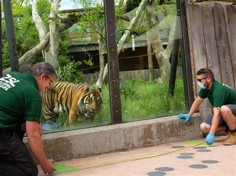 London Zoo Tickets Prices What To See Animals Opening Hours