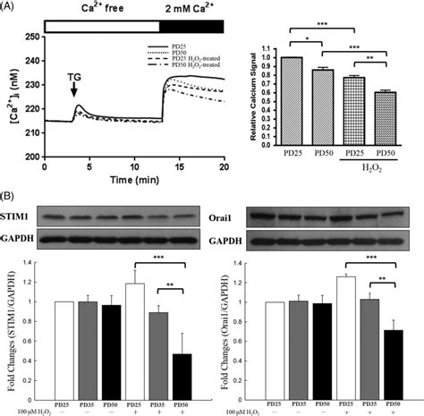 Effects Of Stim Orai Dependent Soce Induced Ca I Signals At