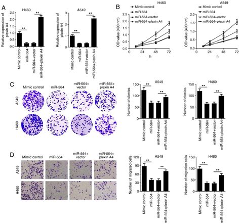 Overexpression Of Plexin A4 Reverses The Effect Of MiR 564 On