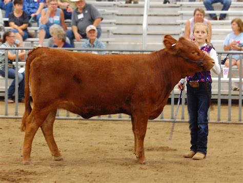 Expo Photos - American Dexter Cattle Association