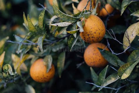 árbol De Cítricos En El Huerto Afectado Enfermedad Del Punto Del Hongo