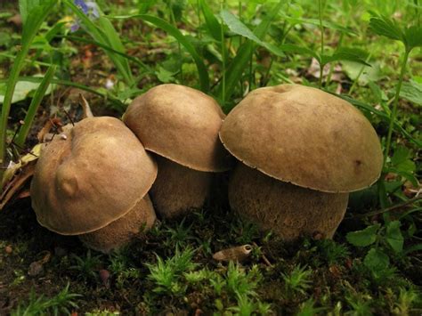 белый гриб дубовый | Stuffed mushrooms, Wild mushrooms, Shrooms
