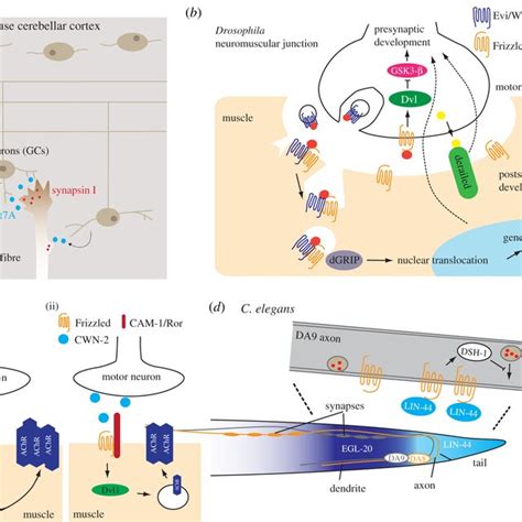 Wnt Signalling Pathways A The β Catenin Dependent Wnt Signalling