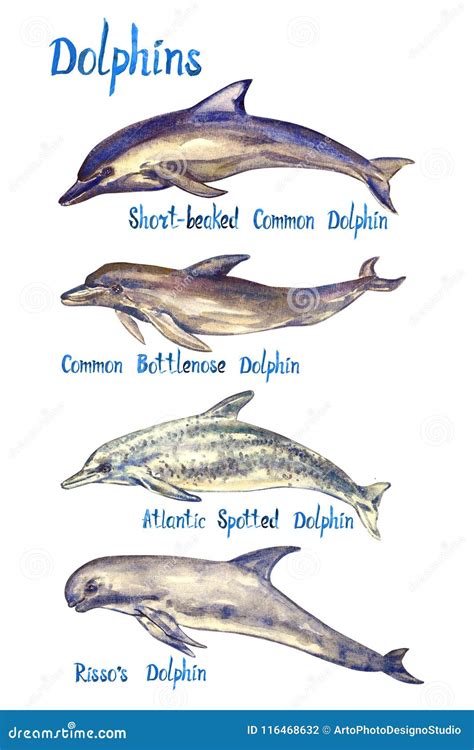 Dolphins Species Set: Short-beaked, Common Bottlenose, Atlantic Spotted Dolphin And Risso`s ...