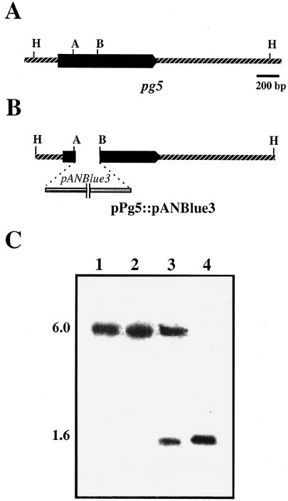 Northern Hybridization Analysis Of F Oxysporum F Sp Lyco Persici