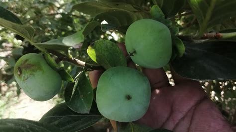 How To Grow And Care Persimmon Japani Phal Plantits My 4 Year Old