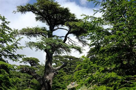 Cedars of Lebanon, The Cedars of God | Amusing Planet