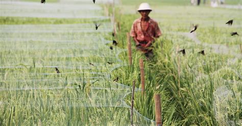 Kementan Siap Dukung Program Cetak Sawah Baru Kotim Okezone News