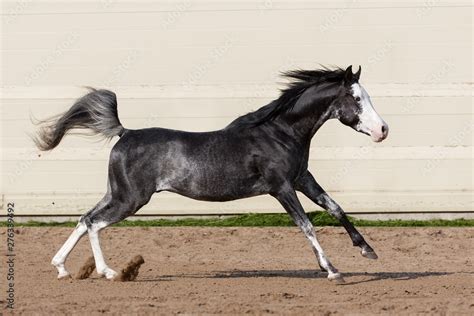 Black Arabian Horse Images