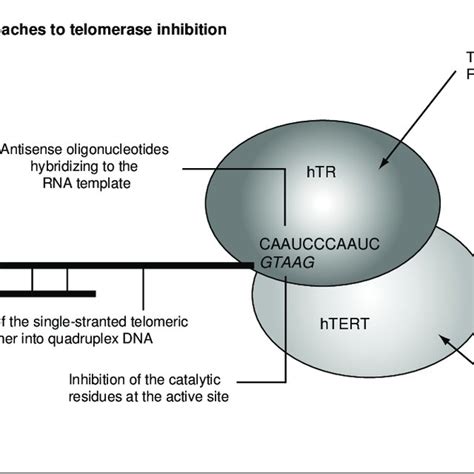 Pdf Telomerase Inhibitors In Cancer Therapy Current Status And