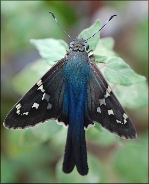 Long Tailed Skipper Butterfly Urbanus Proteus Butterfly Chrysalis