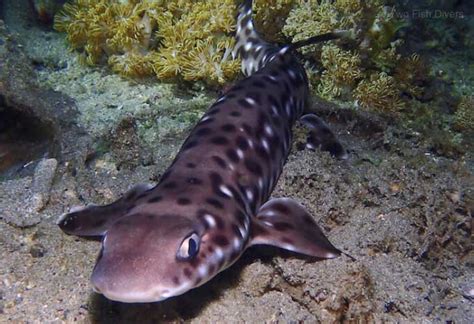 shark diving  indonesia